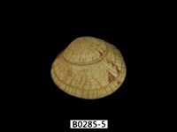 藏品(歧紋簾蛤)的圖片